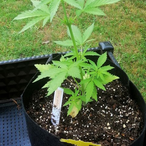 Susanne growlog timeline photo