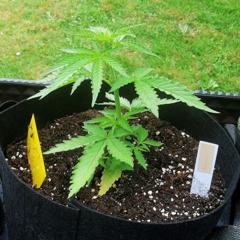Bärbel growlog timeline photo