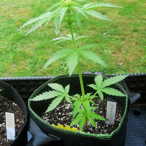 Julia growlog timeline photo