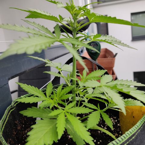 Ida growlog timeline photo