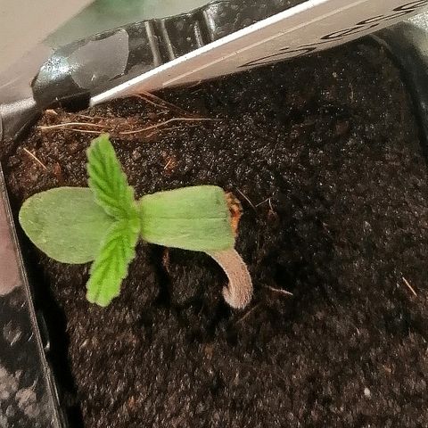 Jule growlog timeline photo