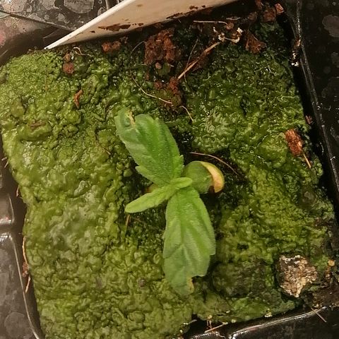Ute growlog timeline photo