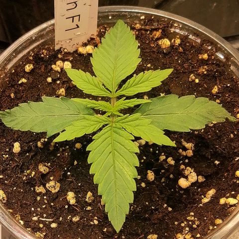 Elli growlog timeline photo