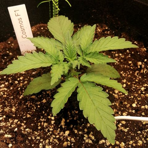 Cinderella growlog timeline photo