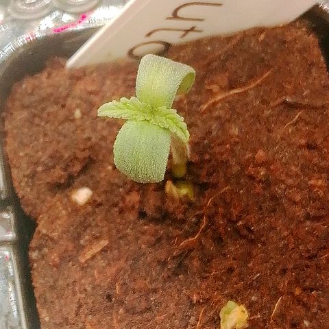 Waltraud growlog timeline photo