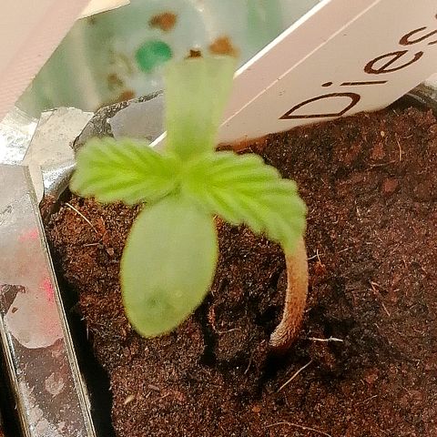 Jule growlog timeline photo