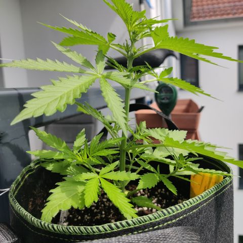Ida growlog timeline photo