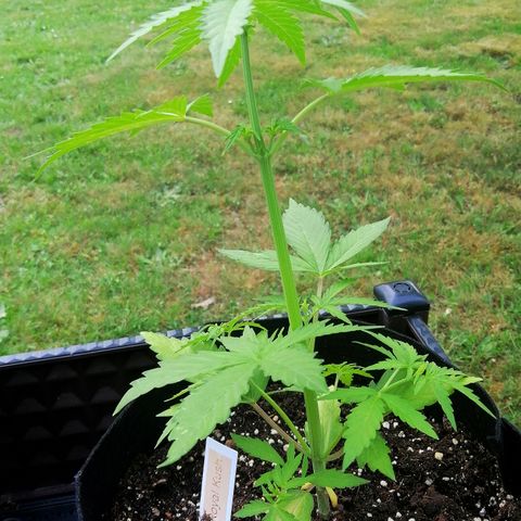 Susanne growlog timeline photo