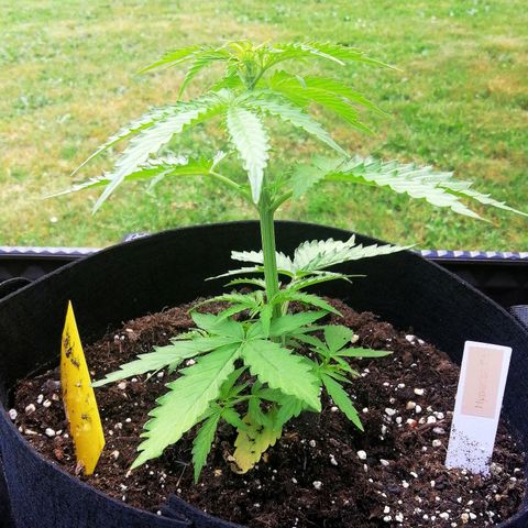 Bärbel growlog timeline photo