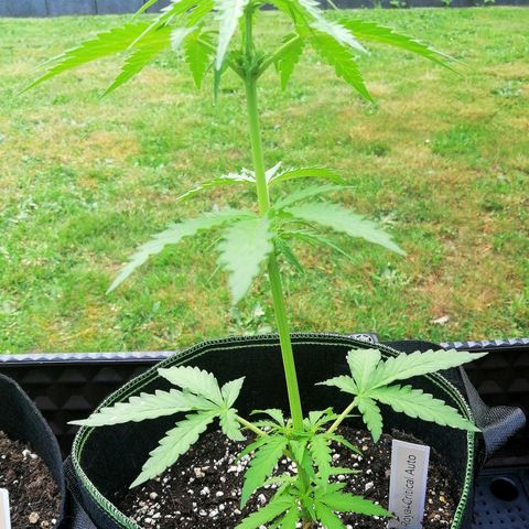 Julia growlog timeline photo