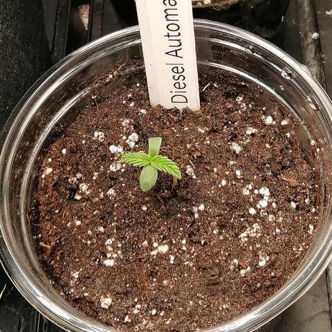Jule growlog timeline photo