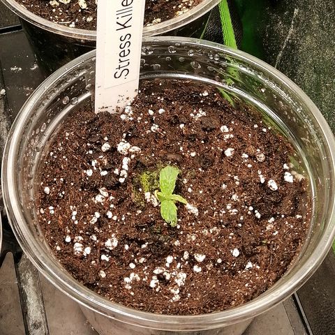 Ute growlog timeline photo