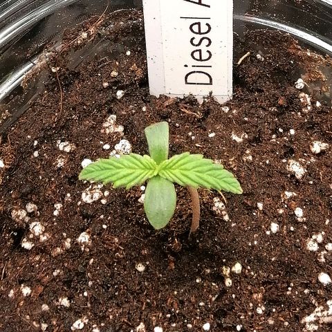 Jule growlog timeline photo