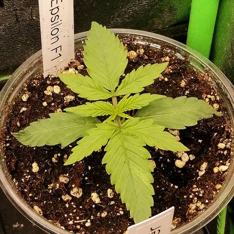 Elli growlog timeline photo