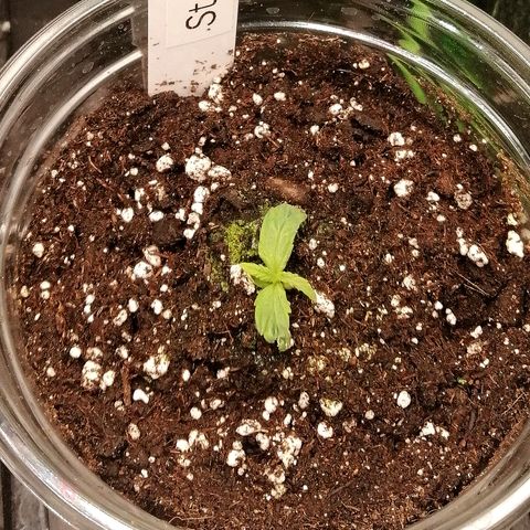 Ute growlog timeline photo