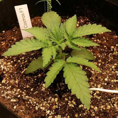 Cinderella growlog timeline photo