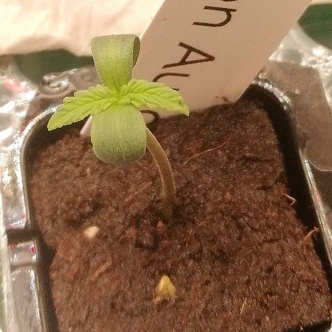 Waltraud growlog timeline photo