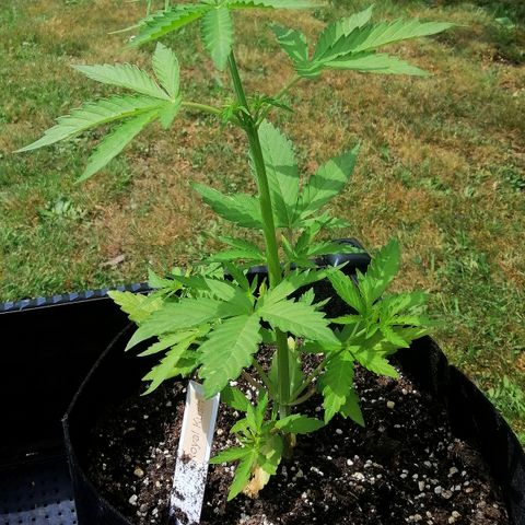 Susanne growlog timeline photo
