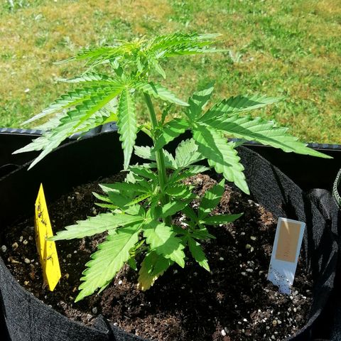 Bärbel growlog timeline photo