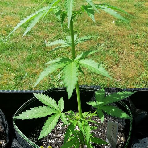 Julia growlog timeline photo
