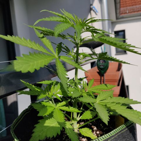 Ida growlog timeline photo