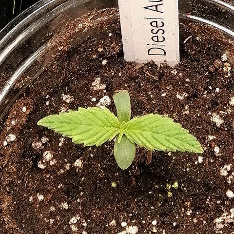 Jule growlog timeline photo