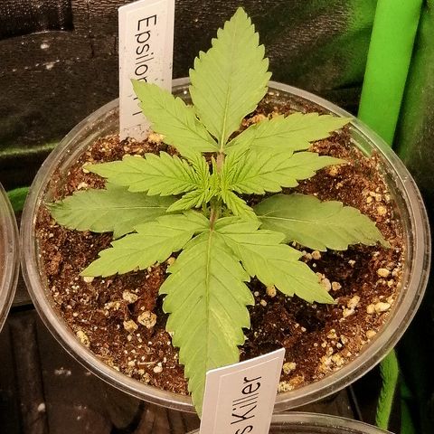Elli growlog timeline photo