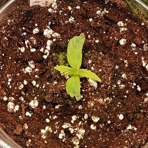 Ute growlog timeline photo