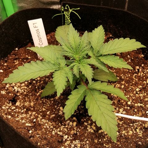 Cinderella growlog timeline photo