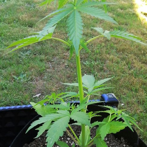 Susanne growlog timeline photo