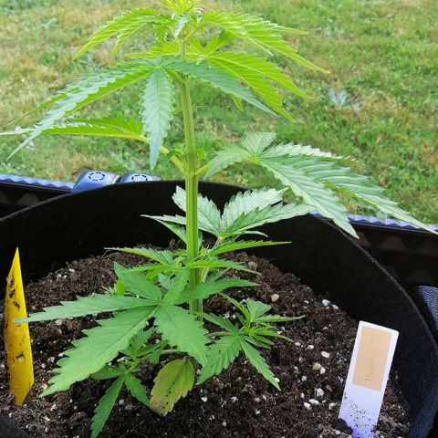 Bärbel growlog timeline photo
