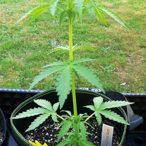 Julia growlog timeline photo
