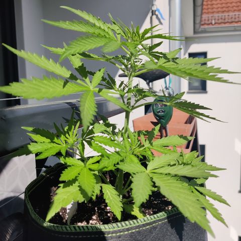 Ida growlog timeline photo