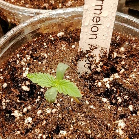 Waltraud growlog timeline photo