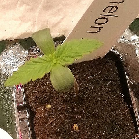 Waltraud growlog timeline photo