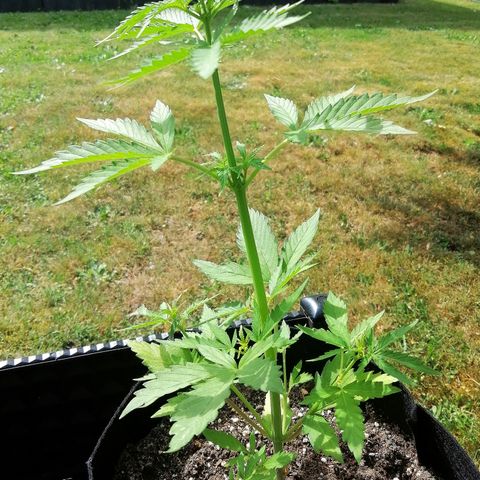 Susanne growlog timeline photo