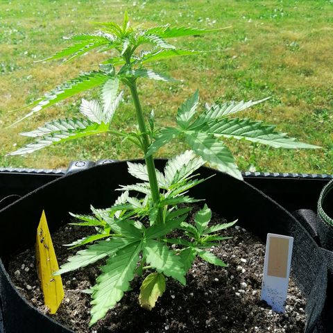 Bärbel growlog timeline photo