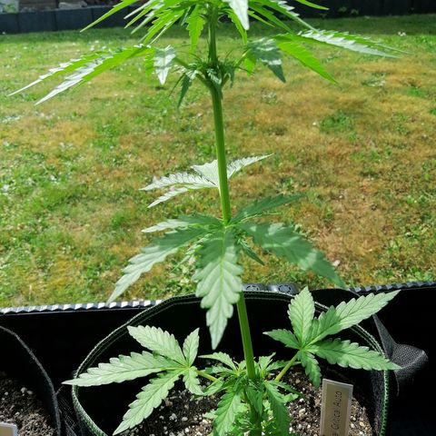 Julia growlog timeline photo