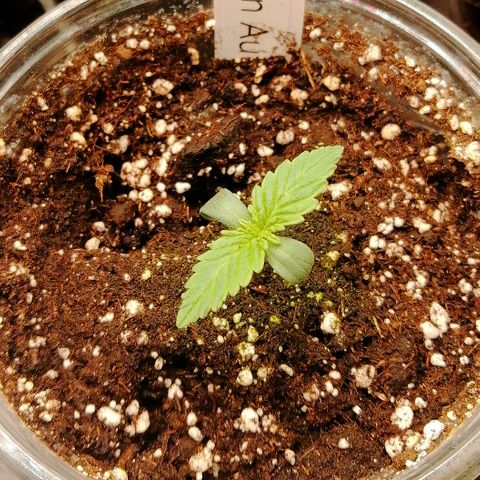 Waltraud growlog timeline photo