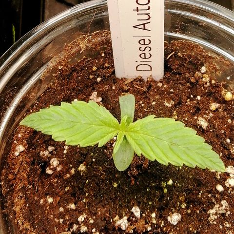 Jule growlog timeline photo