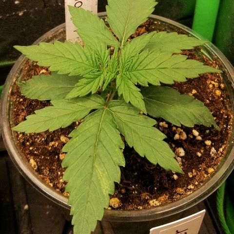 Elli growlog timeline photo
