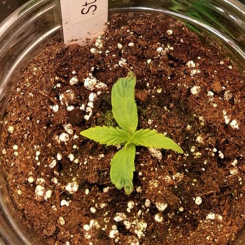 Ute growlog timeline photo