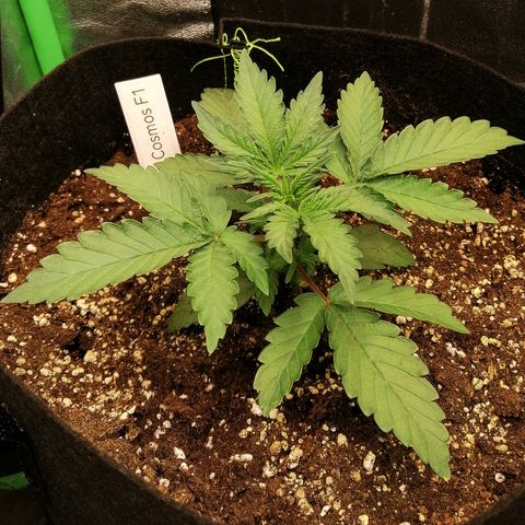 Cinderella growlog timeline photo