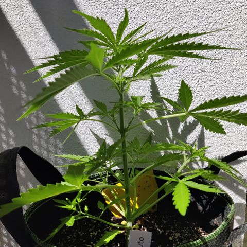 Ida growlog timeline photo
