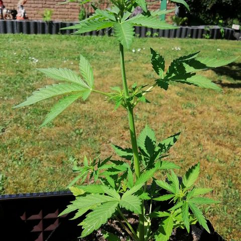 Susanne growlog timeline photo