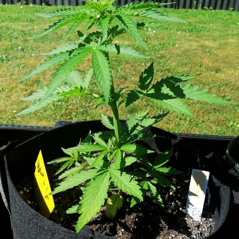 Bärbel growlog timeline photo