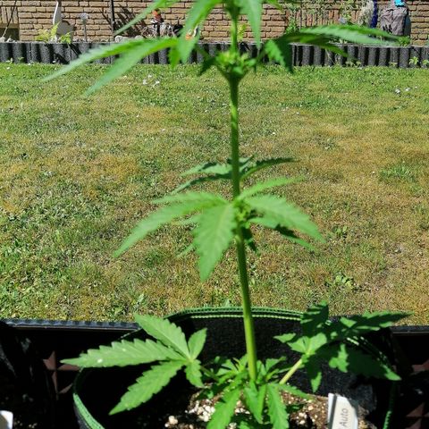 Julia growlog timeline photo