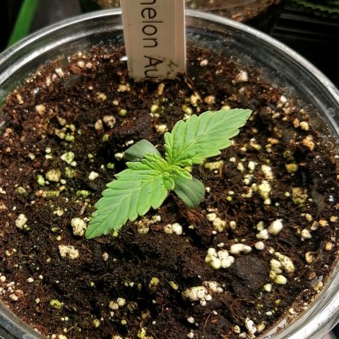 Waltraud growlog timeline photo