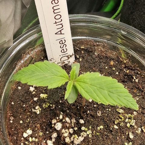 Jule growlog timeline photo