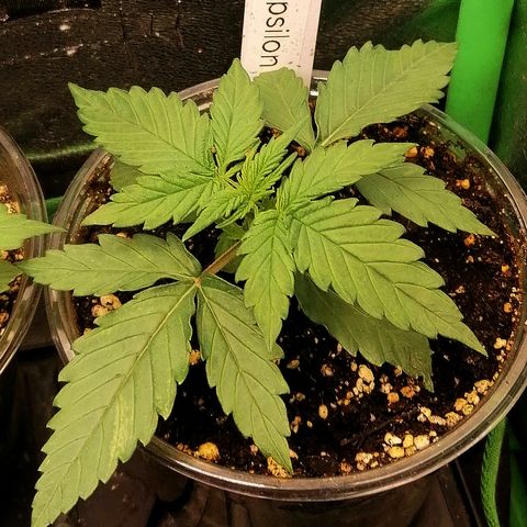 Elli growlog timeline photo